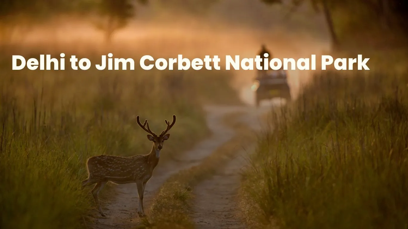 delhi to jim corbett national park distance